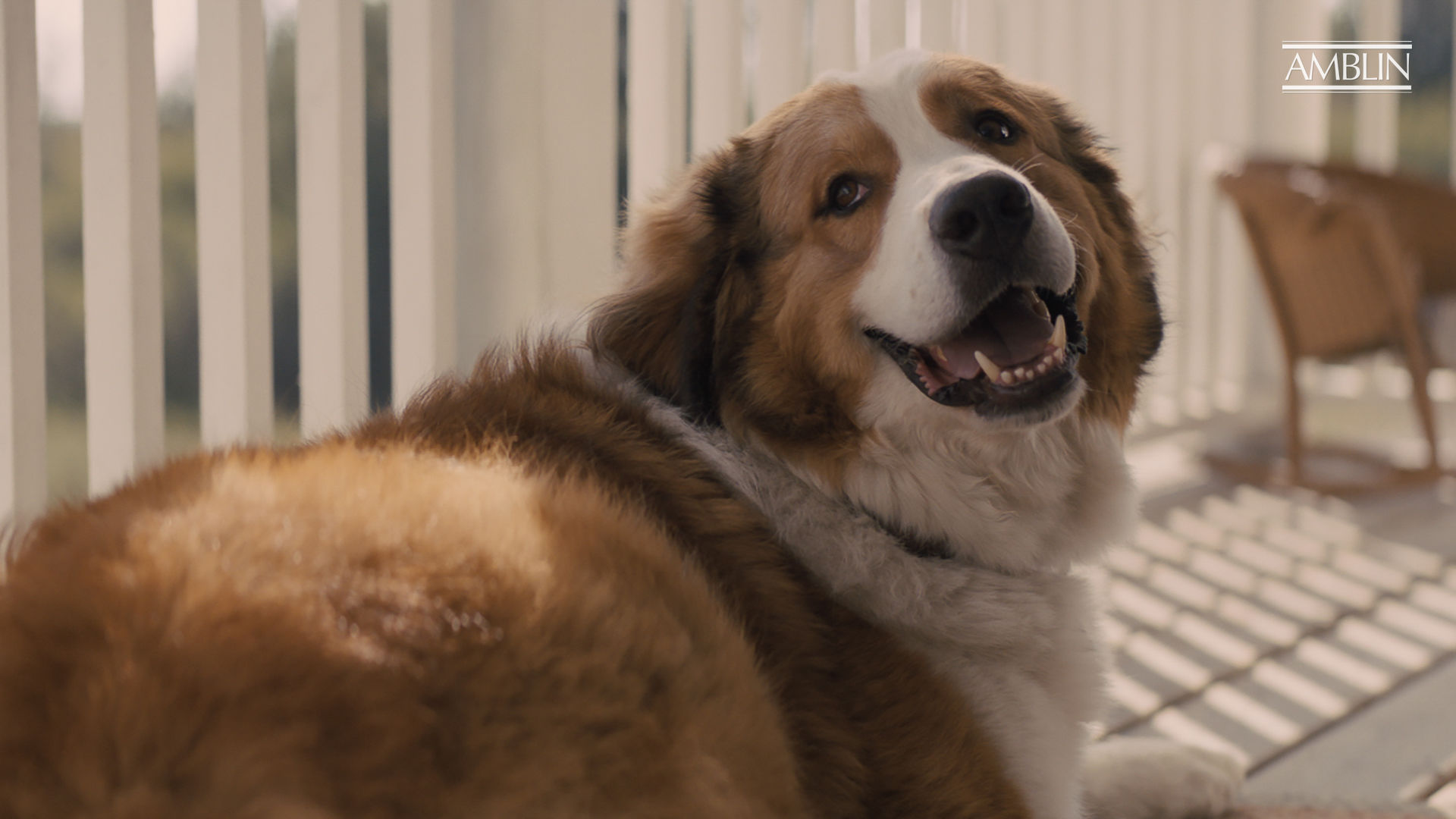 A few things you need to know about ‘A Dog’s Journey’